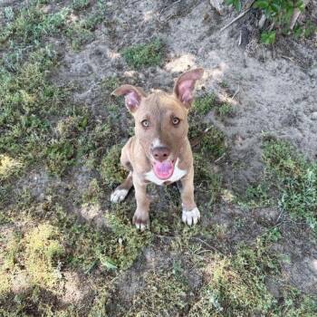 Pit Bull Terrier Dogs Available for Adoption in Valdosta, Georgia - Felisha | PetCurious