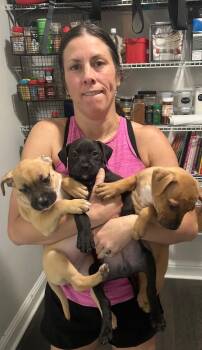 Tortellini -  Black Mouth Cur Dog for Adoption in Elmwood, Louisiana - Tortellini | PetCurious