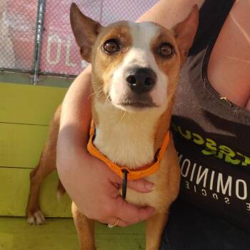 Mixed Breed Dogs Available for Adoption - Mrs. Puff | PetCurious