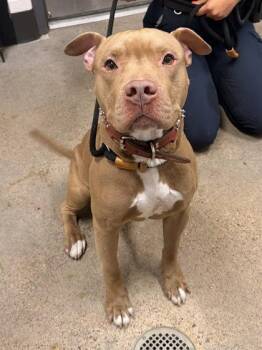 Blitz -  Pit Bull Terrier Dog for Adoption in Cleveland, Ohio - Blitz | PetCurious