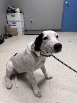 Terrier and Mixed Breed Dogs Available for Adoption - Waldo | PetCurious