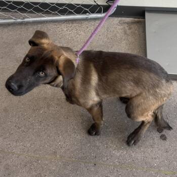 Mixed Breed Dogs Available for Adoption in Las Cruces, New Mexico - 107104 | PetCurious