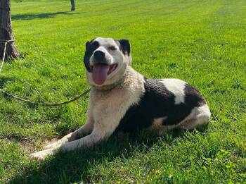 Luna -  Labrador Retriever Dog for Adoption in Maryville, Missouri - Luna | PetCurious