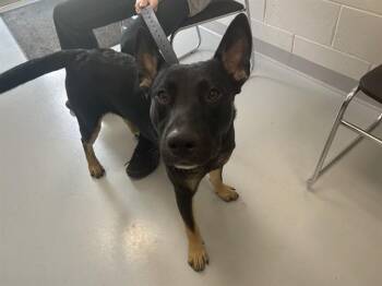 A385278 -  German Shepherd Dog and Mixed Breed Dog for Adoption in Ocala, Florida - A385278 | PetCurious