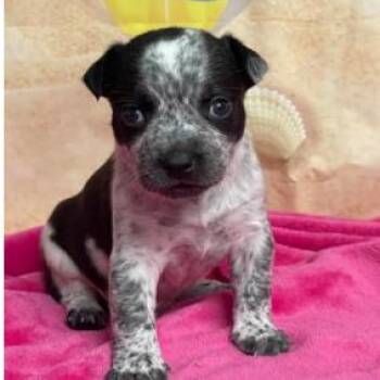 Cattle Dog and Mixed Breed Dogs Available for Adoption in Fort Collins, Colorado - Bam Bam | PetCurious