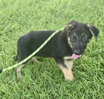 Baby Jack -  German Shepherd Dog Dog for Adoption in Greeneville, Tennessee - Baby Jack | PetCurious