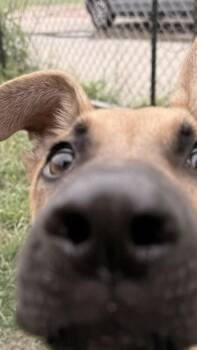 Belgian Shepherd Malinois and Mixed Breed Dogs Available for Adoption in Balch Springs, Texas - Scooby | PetCurious