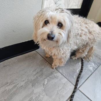 Trumpet -  Poodle and Terrier Dog for Adoption in Las Vegas, Nevada - Trumpet | PetCurious