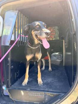 Quail -  German Shepherd Dog and Mixed Breed Dog for Adoption in Rockport, Texas - Quail | PetCurious
