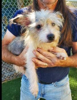 CHLOE 2.0 -  Terrier Dog for Adoption in Fernandina Beach, Florida - CHLOE 2.0 | PetCurious