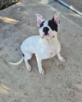 Rescue Mixed Breed Dogs for Adoption in Schertz, Texas - Chrissy | PetCurious