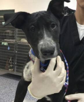 WAFFLE -  Australian Cattle Dog Blue Heeler Dog for Adoption in Thousand Palms, California - WAFFLE | PetCurious
