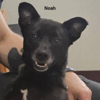 Noah -  Mixed Breed Dog for Adoption in Ballston Spa, New York - Noah | PetCurious