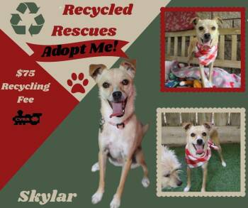 Skylar(Recycle) -  Italian Greyhound and Terrier Dog for Adoption in Lindsay, California - Skylar(Recycle) | PetCurious