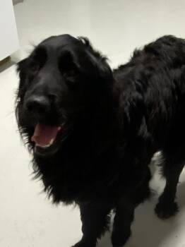Golden Retriever and Bernese Mountain Dog Dogs Available for Adoption in Hartford, Kentucky - Milo | PetCurious