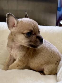 Teeny Weenie -  Chihuahua Dog for Adoption in Lakemont, Georgia - Teeny Weenie | PetCurious
