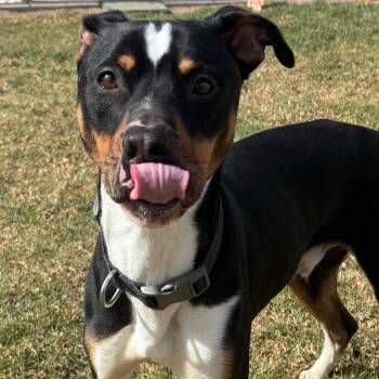 Mixed Breed Dogs Available for Adoption - Charlie | PetCurious