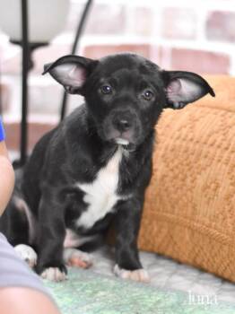 Rescue Terrier and Shepherd Dogs for Adoption in Conroe, Texas - Luna (The Magnificent Seven) | PetCurious