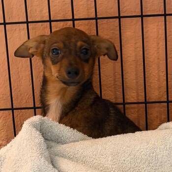 0962-D26 -  Mixed Breed Dog for Adoption in Port Charlotte, Florida - 0962-D26 | PetCurious