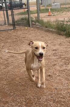Yogi -  Mixed Breed Dog for Adoption in Divide, Colorado - Yogi | PetCurious