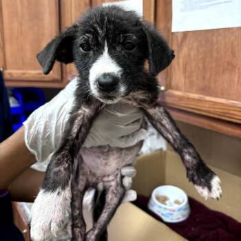 Feist Dogs Available for Adoption in Tupelo, Mississippi - Bamboo 032801U | PetCurious