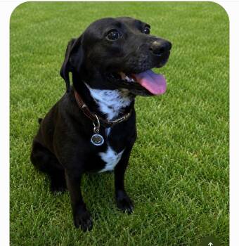 Cailin -  Labrador Retriever Dog for Adoption in Richboro, Pennsylvania - Cailin | PetCurious