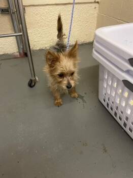 MIRAGE -  Yorkshire Terrier Dog for Adoption in Boston, Massachusetts - MIRAGE | PetCurious