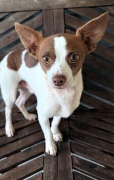 Cosmic Brownie -  Rat Terrier and Mixed Breed Dog for Adoption in Baton Rouge, Louisiana - Cosmic Brownie | PetCurious