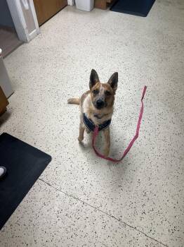 Habanero ( Churro) -  Australian Cattle Dog Blue Heeler Dog for Adoption in Plymouth, Michigan - Habanero ( Churro) | PetCurious