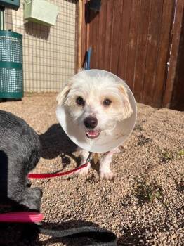 Tetra -  Maltese and Mixed Breed Dog for Adoption in Fort Collins, Colorado - Tetra | PetCurious