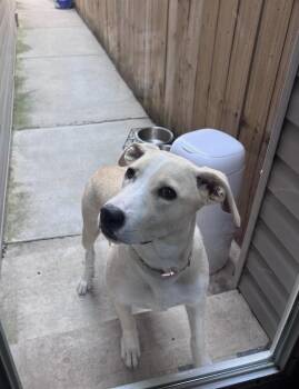 Bella -  Labrador Retriever Dog for Adoption in Willingboro, New Jersey - Bella | PetCurious