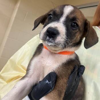 Catan (Orange) -  Mixed Breed Dog for Adoption in Winston-salem, North Carolina - Catan (Orange) | PetCurious