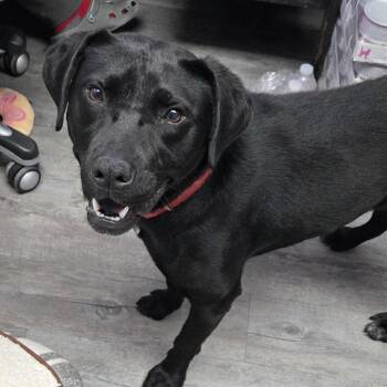 Ringo -  Black Labrador Retriever and Mixed Breed Dog for Adoption in Camden, Delaware - Ringo | PetCurious