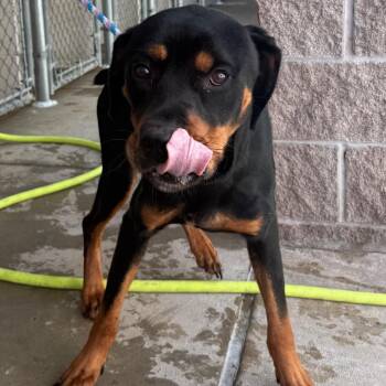Rottweiler Dogs Available for Adoption in Jacksonville, Arkansas - Ryu | PetCurious