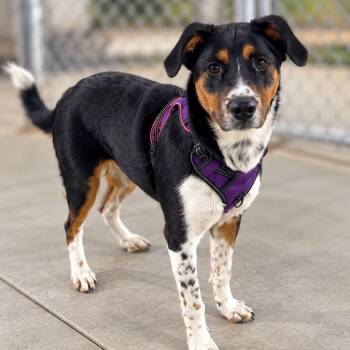 Milkshake -  Cattle Dog Dog for Adoption in Warren, Ohio - Milkshake | PetCurious