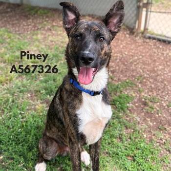 German Shepherd Dog and Mixed Breed Dogs Available for Adoption - PINEY | PetCurious