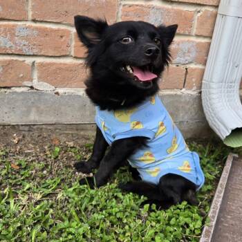 Charlotte -  Cairn Terrier Dog for Adoption in Park Row, Texas - Charlotte | PetCurious