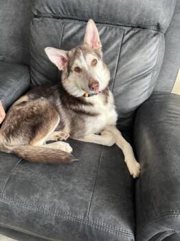 Olly -  Mixed Breed Dog for Adoption in Winnipeg, Manitoba - Olly | PetCurious