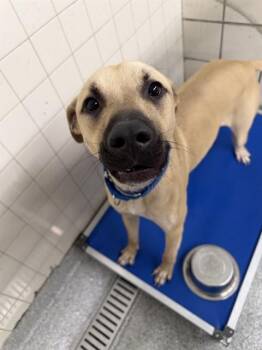 BUDDY -  Black Mouth Cur and Mixed Breed Dog for Adoption in Pasadena, Texas - BUDDY | PetCurious