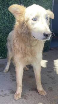 61320018 -  Shepherd and Mixed Breed Dog for Adoption in El Paso, Texas - 61320018 | PetCurious