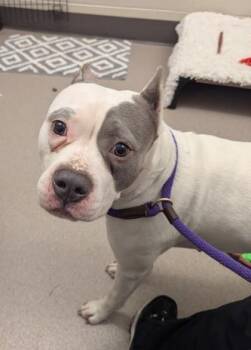Pit Bull Terrier and Mixed Breed Dogs Available for Adoption in Westland, Michigan - Ingrid | PetCurious