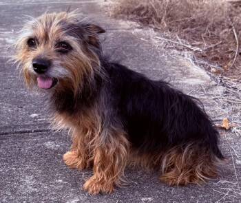 Spice -  Norwich Terrier Dog for Adoption in Franklin, Tennessee - Spice | PetCurious