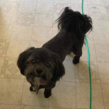 Shih Tzu Dogs Available for Adoption in Rochester, Minnesota - Buffy | PetCurious