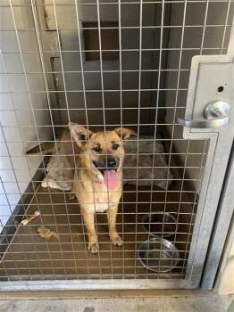 German Shepherd Dog Dogs Available for Adoption in San Jose, California - LUMA | PetCurious