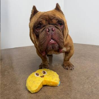 Hugo -  French Bulldog Dog for Adoption in Palm Springs, California - Hugo | PetCurious