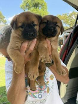 Sahara and Samara -  Shepherd Dog for Adoption in Union Beach, New Jersey - Sahara And Samara | PetCurious