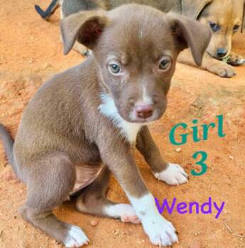 W litter Wendy -  Border Collie and Labrador Retriever Dog for Adoption in Semmes, Alabama - W Litter Wendy | PetCurious