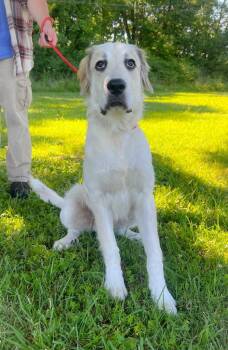 Wellerman -  Great Pyrenees Dog for Adoption in Murray, Kentucky - Wellerman | PetCurious
