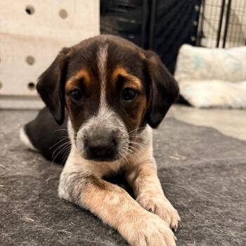 German Shorthaired Pointer and Bloodhound Dogs Available for Adoption in Spring Hill, Tennessee - Angus | PetCurious