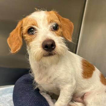 Tess -  Parson Russell Terrier and Miniature Dachshund Dog for Adoption in Bronson, Florida - Tess | PetCurious